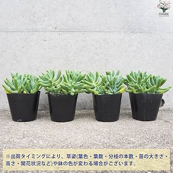 多肉植物　セダム　乙女心　3カット セダム 乙女心 オトメゴコロ【多肉植物 3号ポット】｜ 【植物の